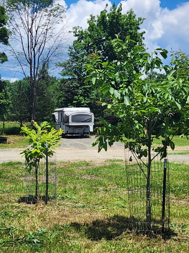 A pop-up camper in a grassy area with a gravel path, surrounded by trees and a partly cloudy sky. Two young trees in protective wire cages are in the foreground.